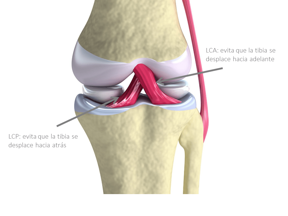Tratamiento de la rotura de ligamentos cruzados